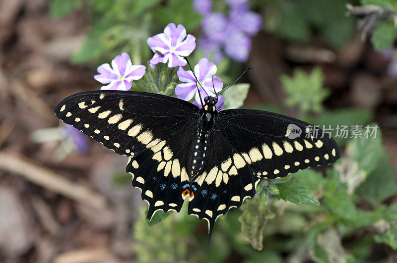 黑燕尾（Papilio polyxenes）